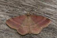 Scopula rubiginata