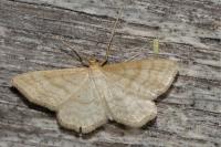 Idaea macilentaria