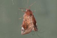 Cosmia pyralina