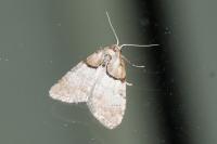 Nola cucullatella