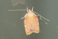 Carcina quercana