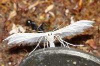 Pterophorus pentadactylus