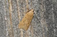 Acompsia tripunctella/antirrhinella
