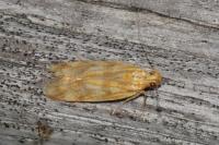 Mirificarma flavella