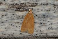 Helcystogramma rufescens