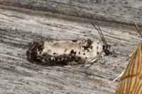 Hedya salicella