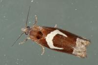 Epiblema foenella