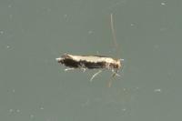 Monopis obviella