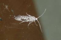 Yponomeuta irrorella