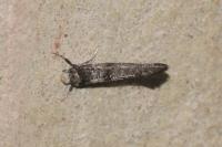 Paraswammerdamia nebulella