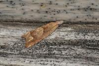 Eucosma conterminana