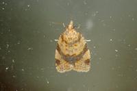 Epagoge grotiana