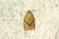 Clepsis consimilana