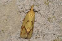Agapeta hamana