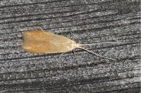 Coleophora