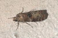Phycita roborella