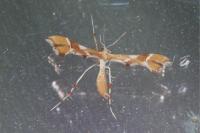 Cnaemidophorus rhododactylus