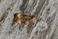 Endothenia
