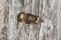 Endothenia