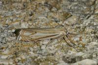 Crambus lathoniellus