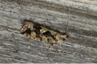 Zeiraphera isertana