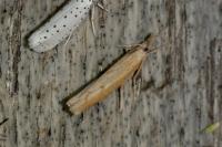 Pediasia contaminella