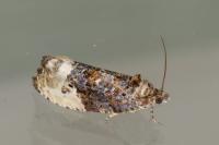 Hedya nubiferana