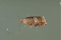 Ancylis achatana
