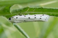 Myelois circumvoluta