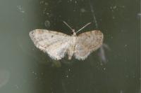 Eupithecia tenuiata