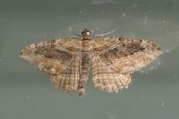 Philereme transversata