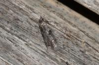 Blastobasis glandulella