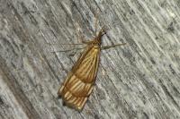 Chrysocrambus linetella