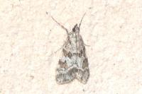 Scoparia pyralella