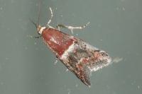 Acrobasis marmorea