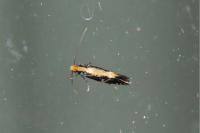 Monopis obviella