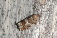Ancylis achatana