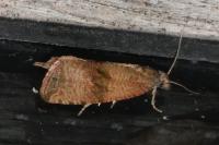 Celypha striana
