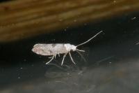 Paraswammerdamia albicapitella