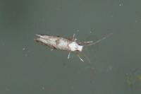 Paraswammerdamia albicapitella