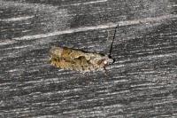Zeiraphera isertana