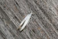 Coleophora