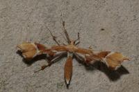 Cnaemidophorus rhododactylus