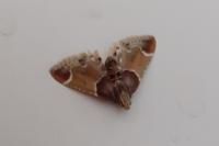 Pyralis farinalis