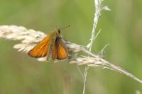 Thymelicus sylvestris