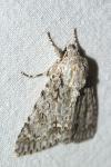 Acronicta aceris