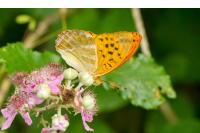 Argynnis paphia