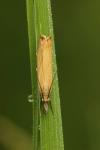 Chrysoteuchia culmella