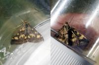 Pyrausta purpuralis