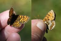Melitaea athalia